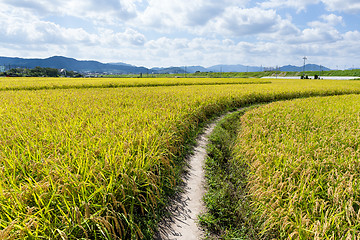 Image showing Walking Path in Green Rice Field