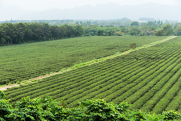 Image showing Water supply for green tea farm in TaiTung, TaiWan