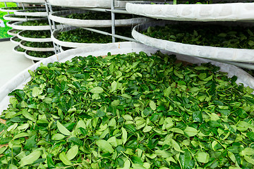 Image showing Fermentation of tea 