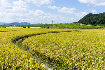 Image showing Paddy Rice