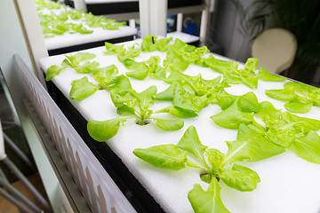Image showing Small Plants growing in Hydroponic culture