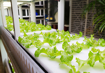 Image showing Indoor Hydroponics system rack