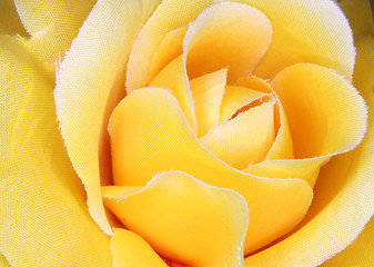 Image showing rose background