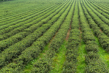 Image showing Green tea plantation 