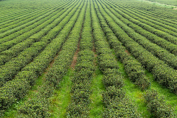 Image showing Tea plantation farm