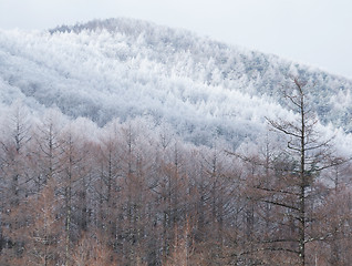 Image showing Winter trees on snow 