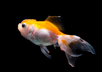 Image showing Goldfish isolated on black background