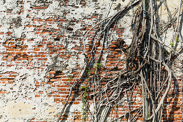 Image showing Old tree roots covered walls