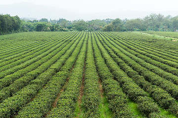 Image showing Tea field in Taiwan