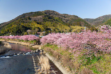 Image showing Kawazu cherry tree in shizuoka japan