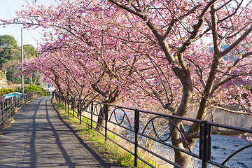 Image showing Sakura flower tree