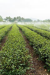 Image showing Tea plantation in TaiWan