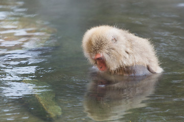 Image showing Japanese Snow monkey in hot spring 