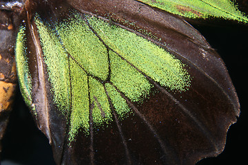 Image showing detail of butterfly