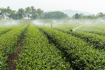 Image showing Tea plantation with cloud in asia