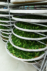 Image showing Fermentation racks of tea in factory