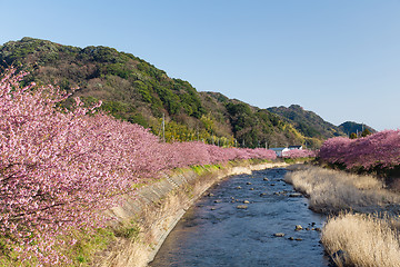 Image showing Sakura in kawazu