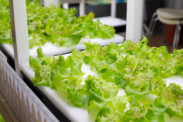 Image showing Hydroponic vegetable in farm