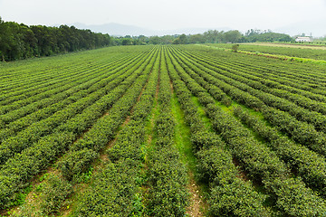 Image showing Green tea farm 