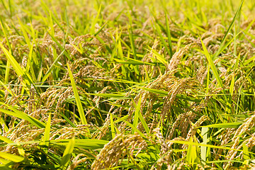 Image showing Rice plant