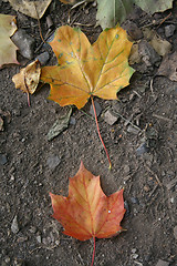 Image showing Autum colors