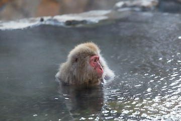 Image showing Monkey enjoy hot spring