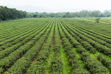 Image showing Tea plantation fields 