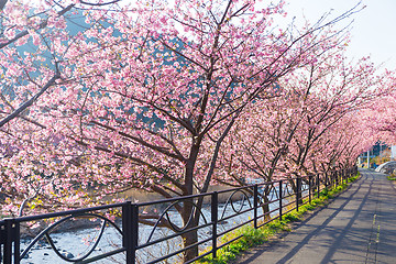 Image showing Sakura tree