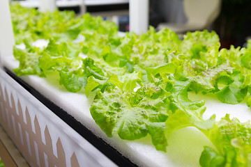 Image showing Lettuce cultivated in hydroponic system