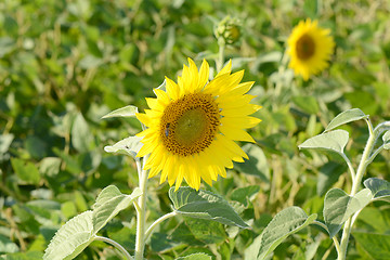 Image showing Bright yellow sunflowers