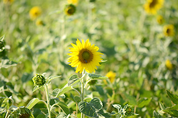 Image showing background picture of a sunflower field