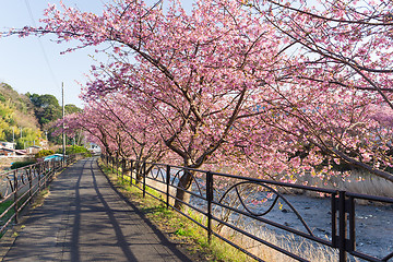 Image showing Sakura and walkway