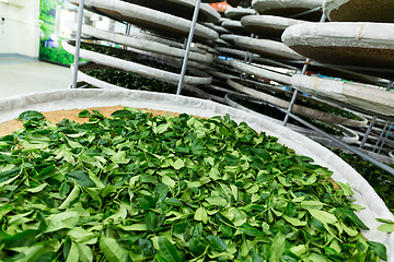 Image showing Fermentation of tea