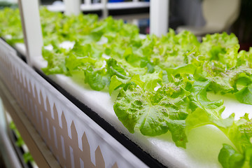 Image showing Planting hydroponics system
