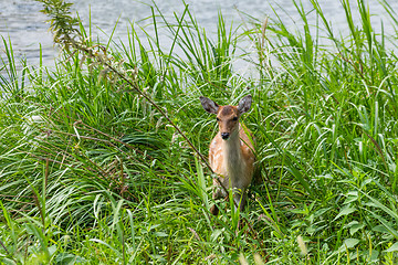 Image showing Roe deer