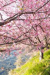 Image showing Sakura in countryside