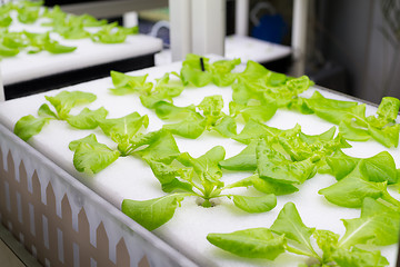 Image showing Hydroponic organic vegetable plots cultivation farm