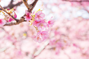 Image showing Sakura