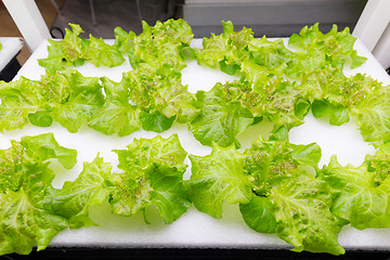 Image showing Cultivation vegetables in hydroponics