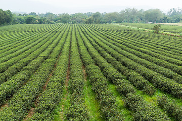 Image showing Tea field in TaiTung