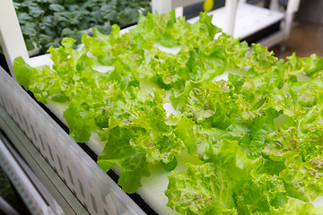 Image showing Simple Hydroponic System growing Lettuce