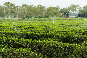 Image showing Green tea plant with water supply system