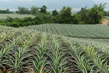 Image showing Pineapple farm in Taiwan