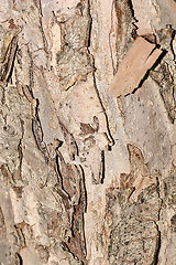 Image showing texture of bark wood use as natural background