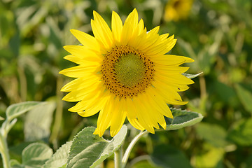 Image showing Bright yellow sunflowers