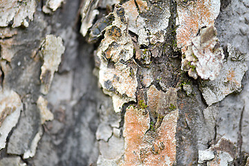 Image showing texture of bark wood use as natural background