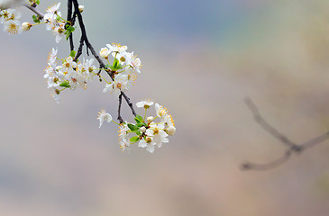 Image showing cherry-tree flowers isolated