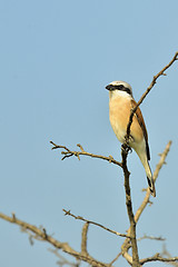 Image showing Red-backed Shrike (Lanius collurio)