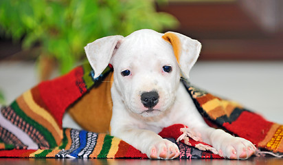 Image showing American Staffordshire terrier puppy