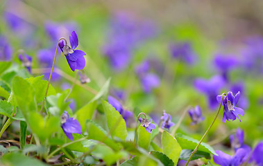 Image showing purple violet flowers